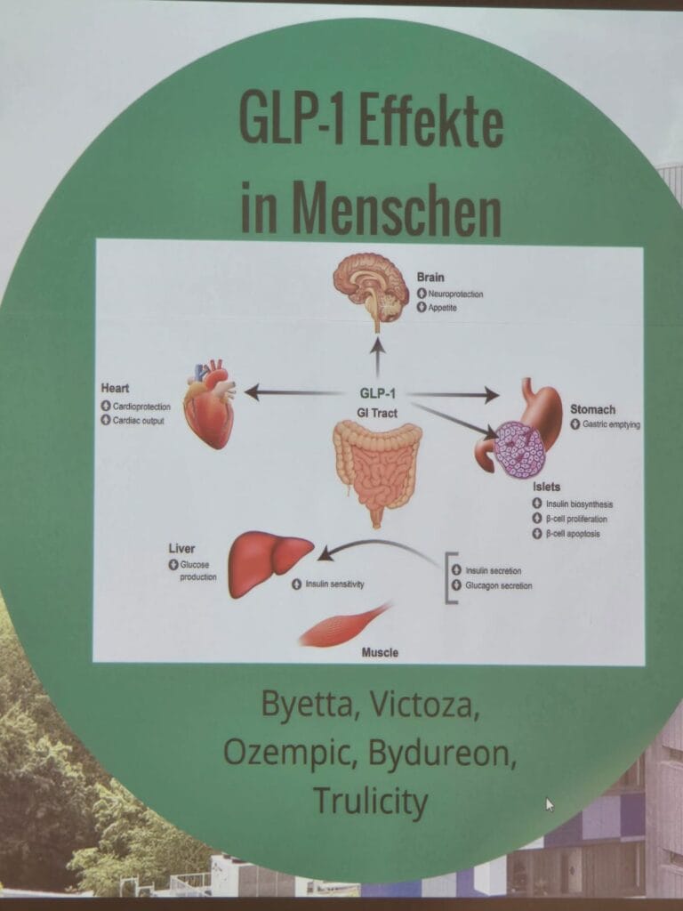 Bild über die Wirksamkeit von GLP1, Darm in der Mitte, rundherum Herz, Leber, Muskeln Magen und gehirn
